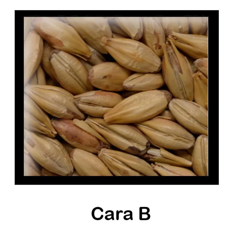 Malta Cara B - 1 Kg - Entera