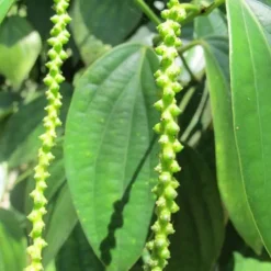 Pimienta negra de Madagascar en grano - 70g