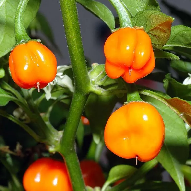 Salsa de chile habanero - 60ml