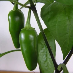 Salsa de chile jalapeño - 60ml